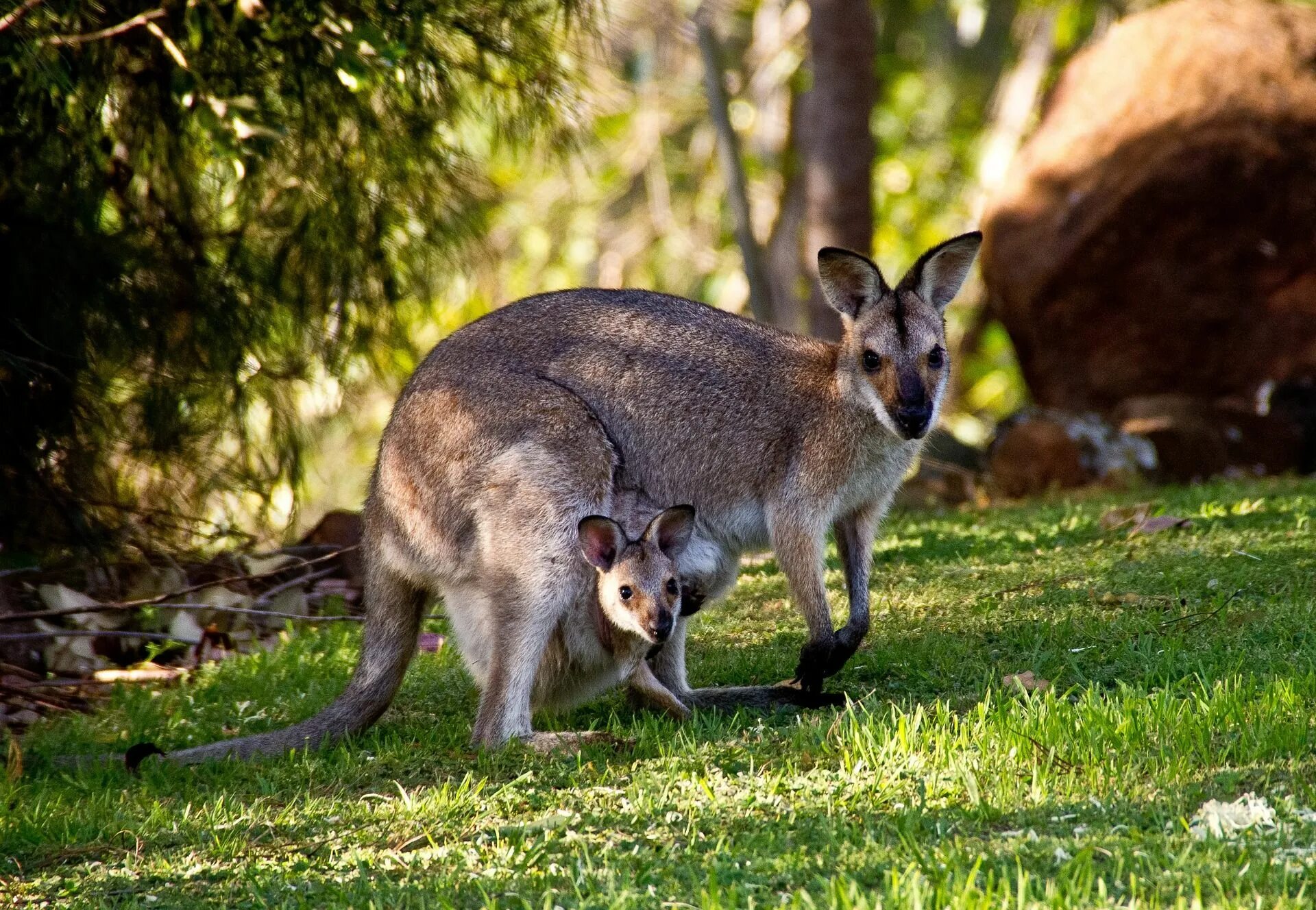Детеныш птиц млекопитающих. Сумчатые кенгуру. Сумчатые кенгуру в Австралии. Сумчатые млекопитающие Австралии. Кенгуру валлаби.