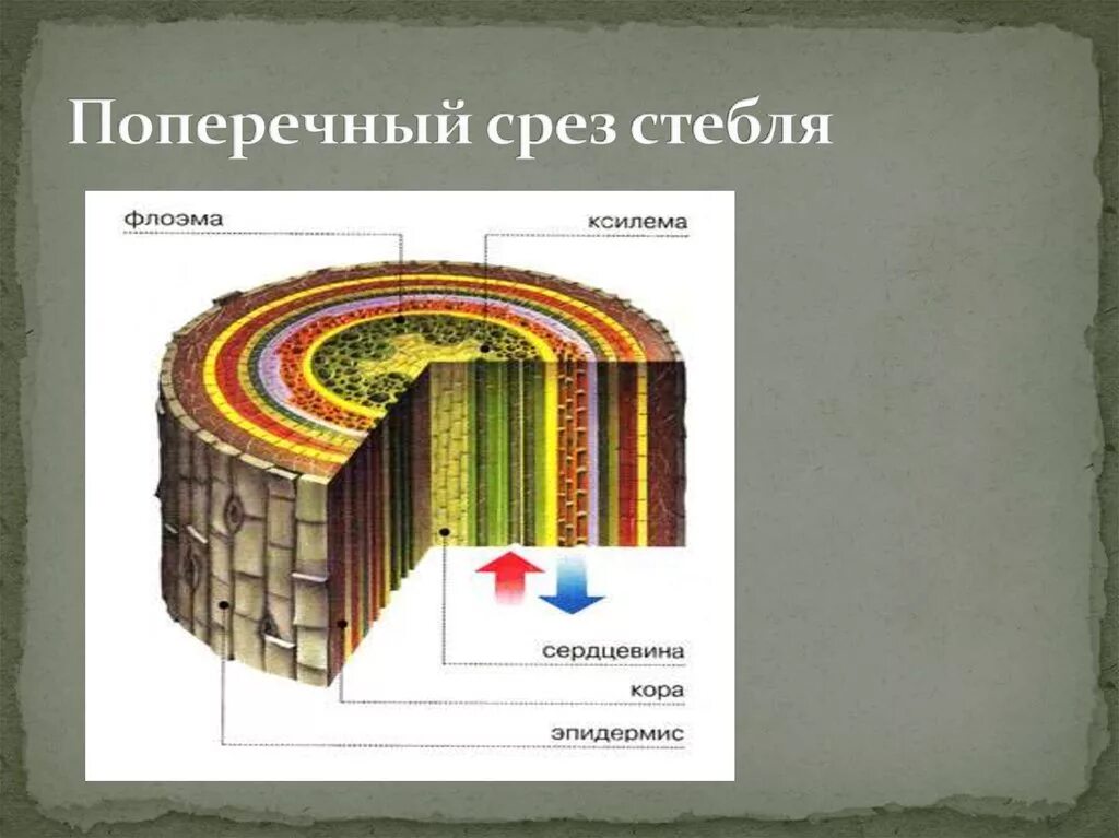 Поперечный и продольный срез. Флоэма на срезе стебля. Поперечный срез стебля Ксилема. Ксилема продольный срез. Ксилема и флоэма на срезе дерева.