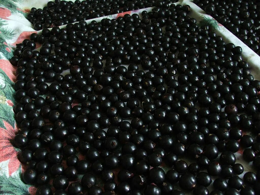 Смородина чёрная. Черная смородина в ящике. Смородина. Черная смородина в лотке. Ящик смородины.