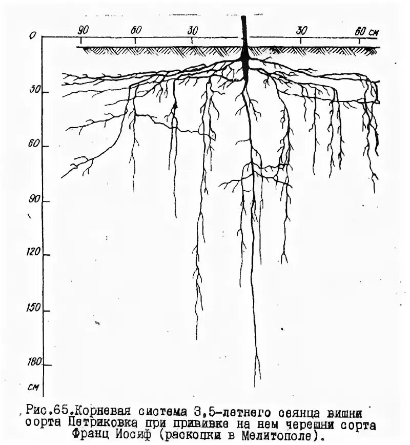 На какую глубину растут корни. Корневая система черешни глубина. Корневая система вишни глубина. Корневая система войлочной вишни.
