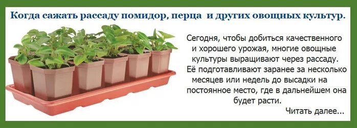 Когда нужно сажать семена помидор. Когда сажать рассаду. Когда садят рассаду помидор и перцев. Когда садят рассаду томатов и перца?. Когда садить томаты на рассаду.