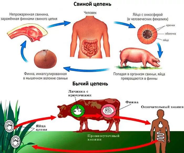 Может ли человек заразиться бычьим цепнем. Ленточные черви свиной цепень жизненный цикл. Свиной цепень жизненный цикл промежуточный хозяин. Цикл развития свиного солитера схема. Цикл развития бычьего и свиного цепня.