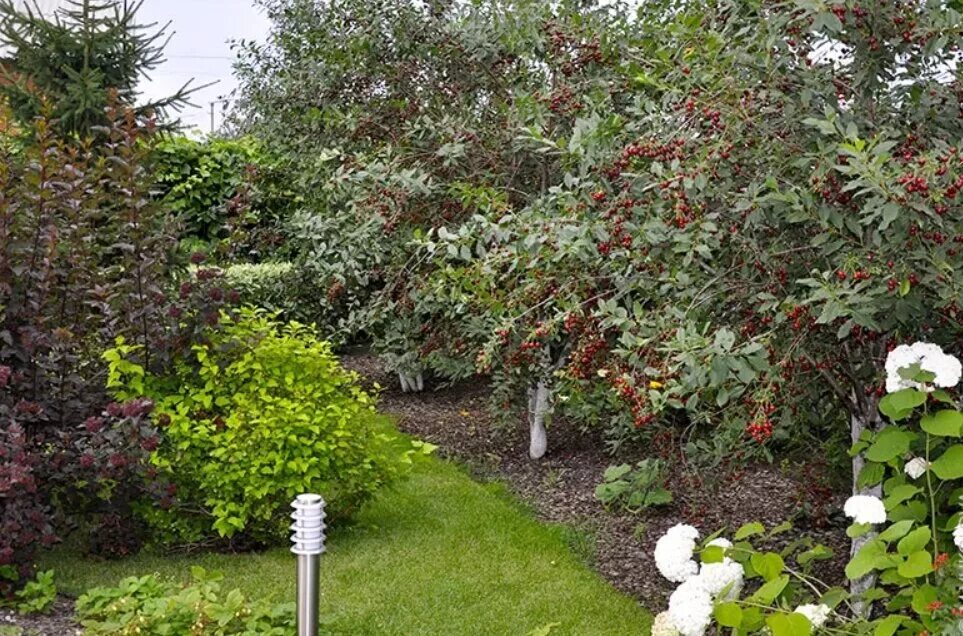 Какие фруктовые деревья посадить на участке. Плодовый сад на даче. Ландшафт яблони Сморода. Приствольный круг для жимолости. Арония в ландшафте.