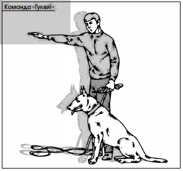 Как обучить команду сидеть