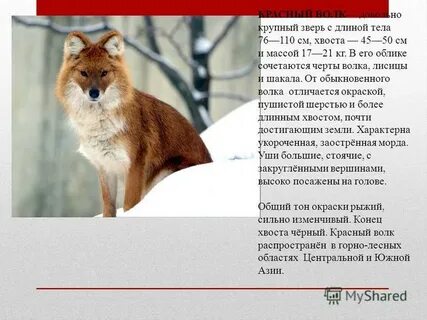 Описание красного волка из красной книги
