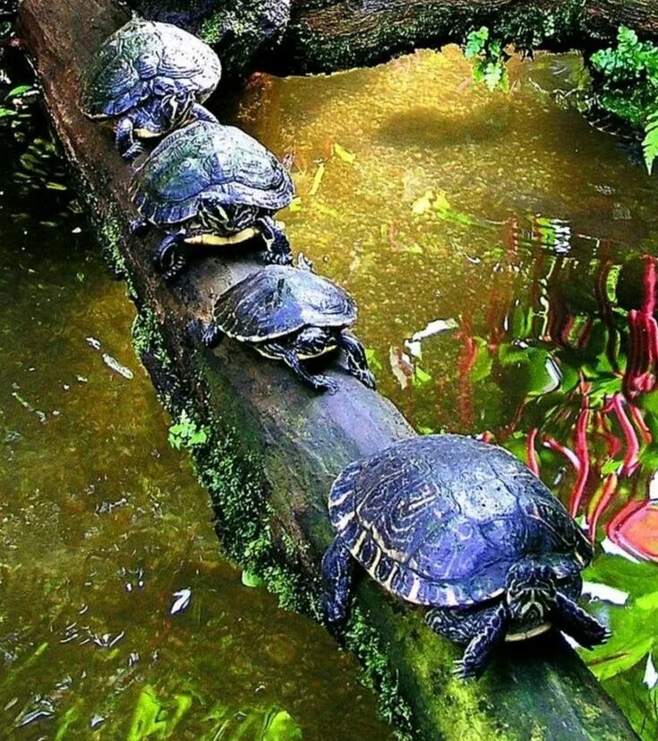 Удивительных черепах. Необычные черепахи. Глазчатая черепаха. Мадагаскарская клювогрудая черепаха. Мадагаскарская лучистая черепаха.