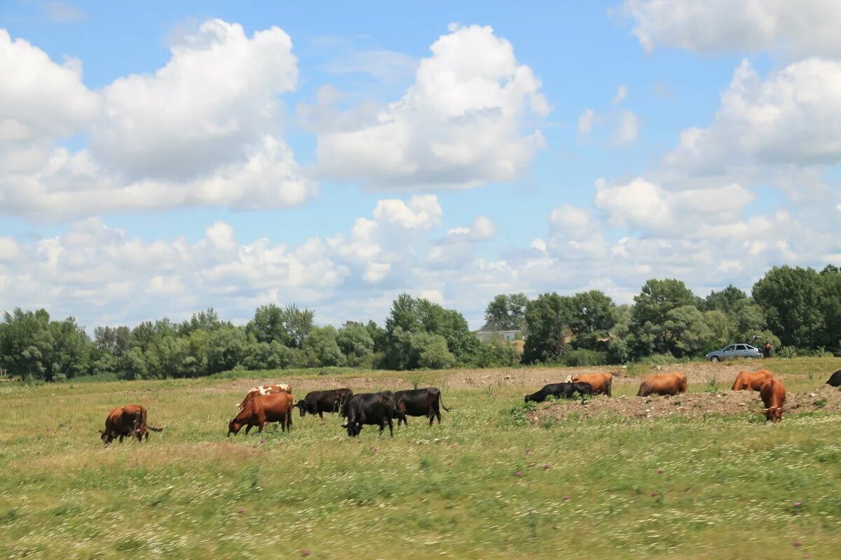 культурные пастбища. стадо коров. пастбище у леса. стадо на пастбище. выпас скота.