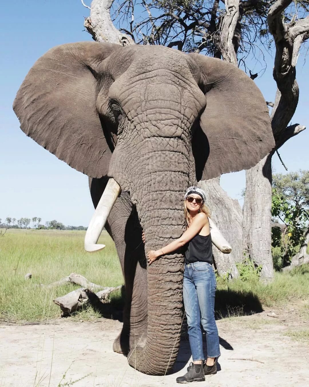 Huge elephant. Африканский саванный слон. Африканский саванный слон рост. Самый большой слон. Гигантские слоны.