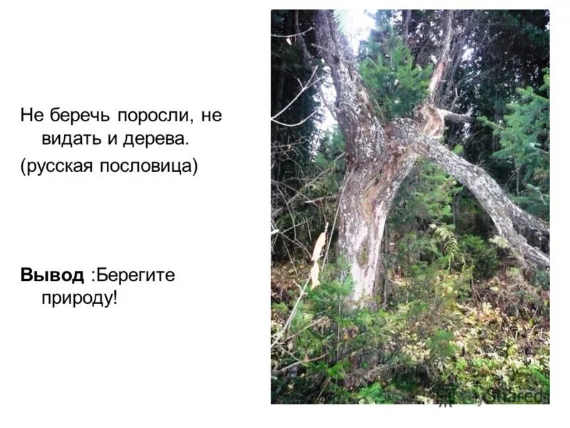 Виданный почему. Не беречь поросли не видать и дерева. Берегите природу. _ Беречь поросли, _ видать и дерева.. Пословицы беречь природу.