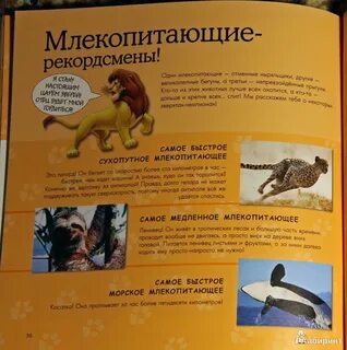 Аннотация животных