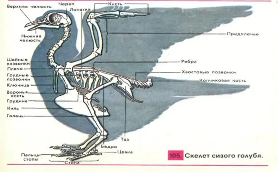 Скелет голубя строение схема. Скелет птицы биология. Скелет птицы биология 7 класс рисунок. Строение скелета птицы 7 класс.
