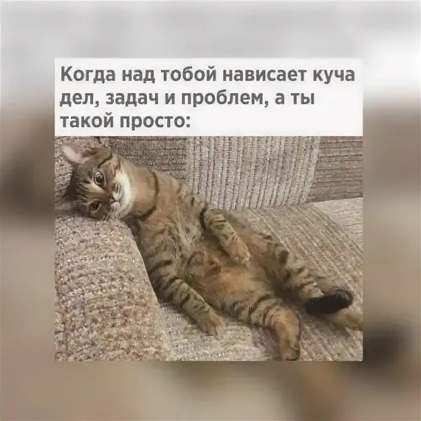 как я все успеваю мем. смешные цитаты про много дел. дел куча тронешь одно. а спонсор сегодняшнего дня приколы. куча дел картинки.