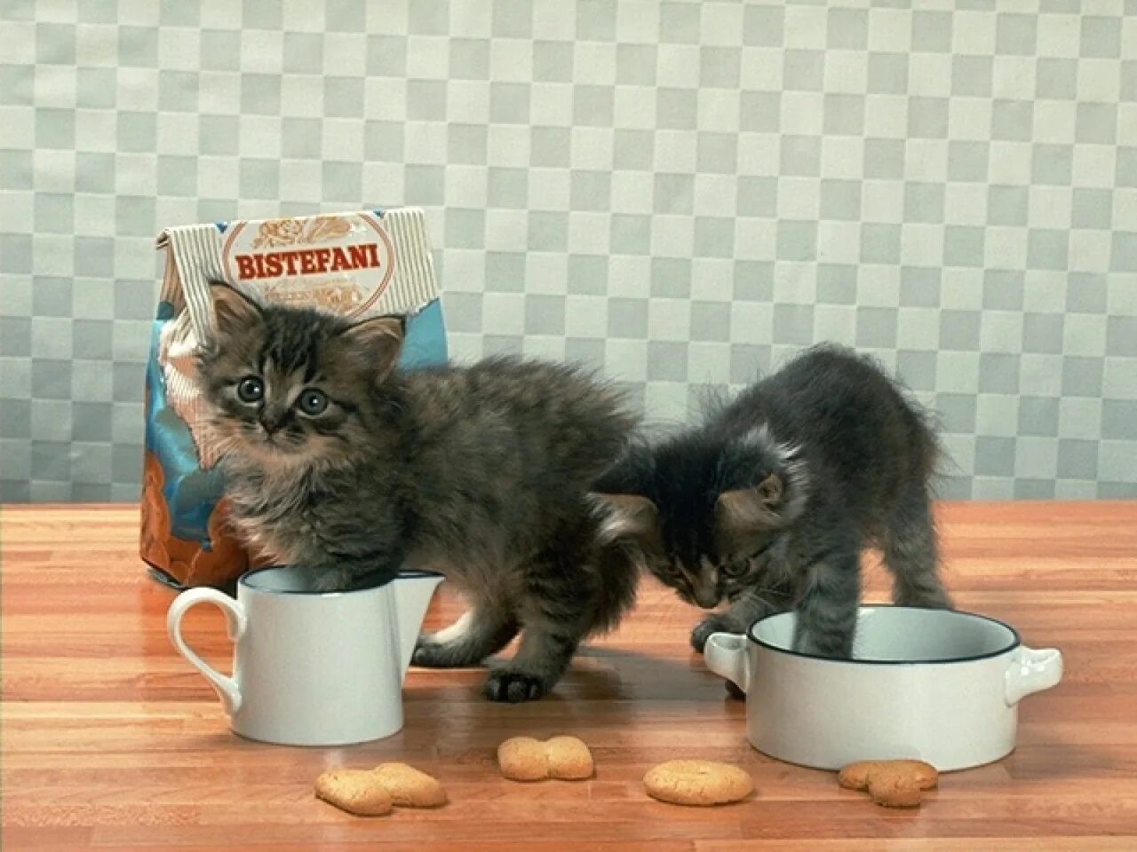 Котята едят сами. Котенок кушает. Котенок хочет есть. Котенок кушает фото. Котенок завтракает.