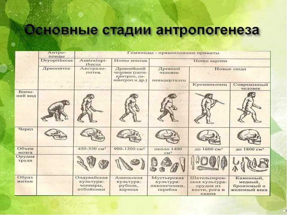 Антропогенез основные этапы эволюции. Дриопитек объем мозга. Таблица происхождение человека дриопитек. Стастадии антропогенеза. Последовательность появления человека