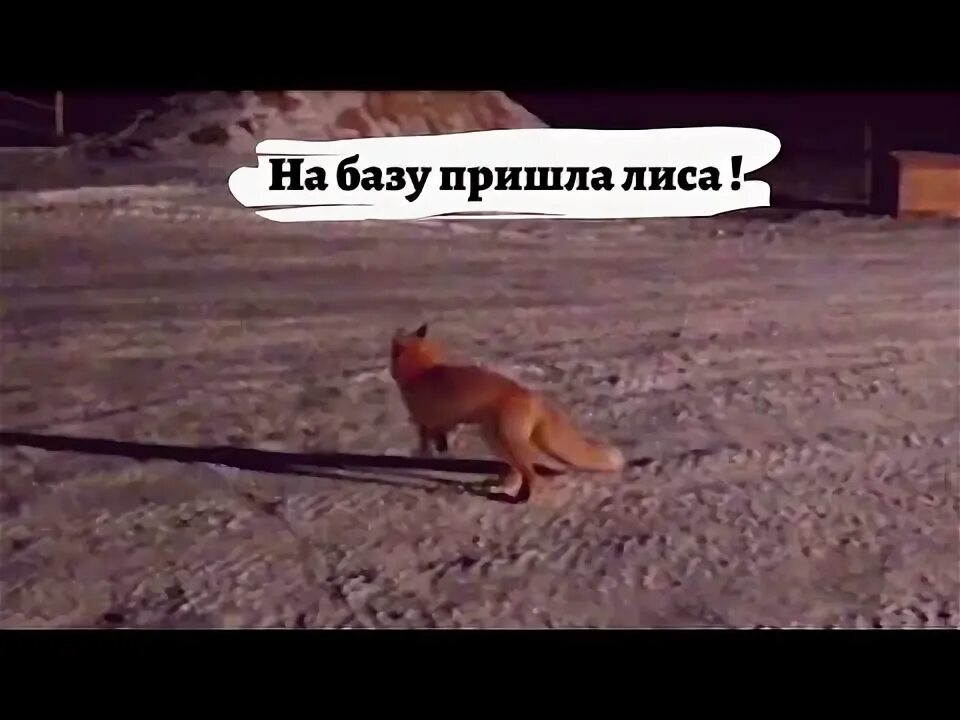 Лиса пришла ресторан. Лиса пришла. лиса наводит порядок. лиса придет порядок наведет. лиса пришла меркурий.