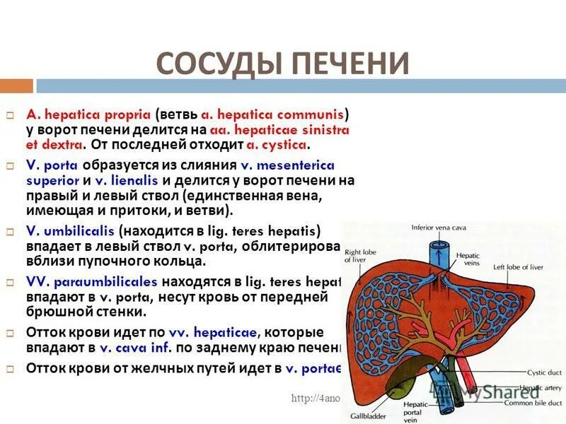 В ворота печени входят