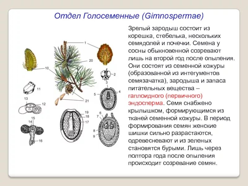 Строение семязачатка сосны. Семязачаток сосны схема с. Строение семенной чешуи сосны. Схема развития семязачатка голосеменных. Пыльцевое зерно гаметофит