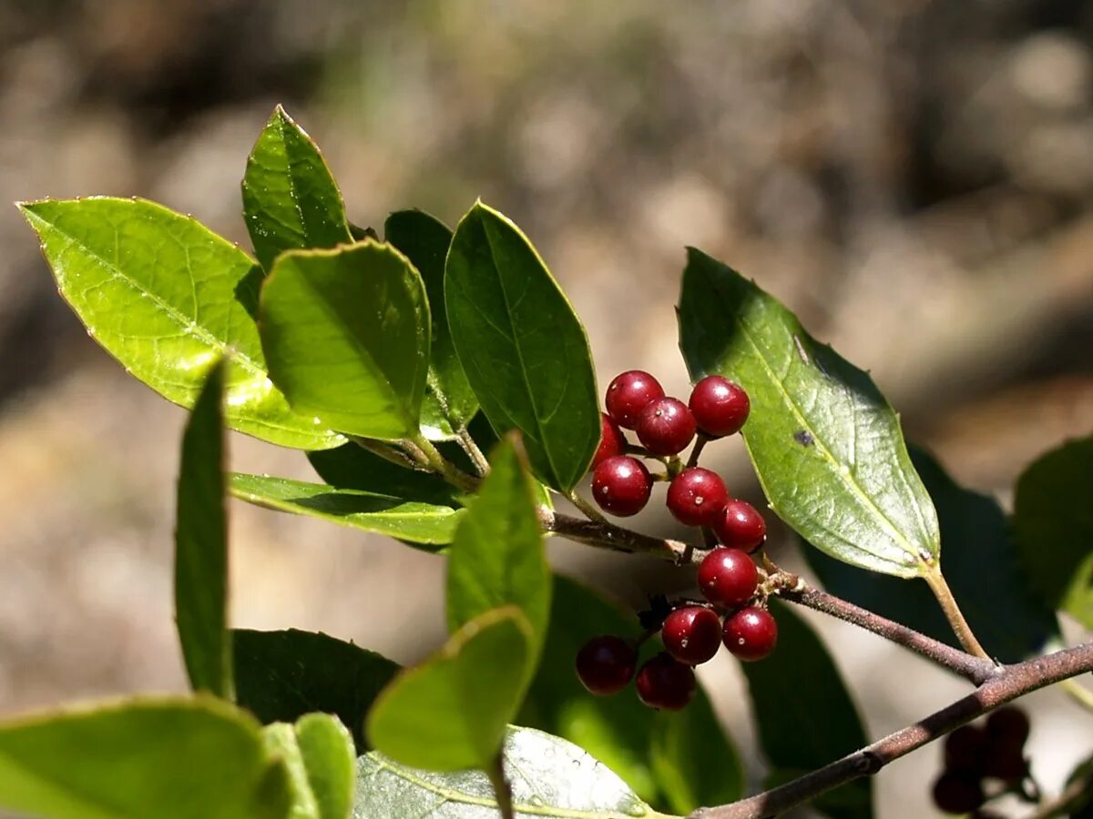 Жостер вечнозеленый. Жостер вечнозелёный (Rhamnus alaternus). Жостер краснодревесный. Жостер Палласа Rhamnus pallasii.