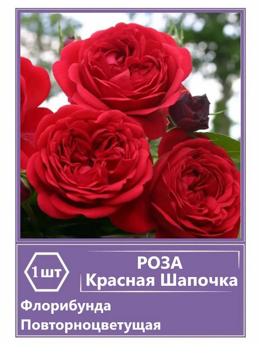 Роза флорибунда Красная Шапочка - купить саженцы в питомнике "КСП" с доставкой п