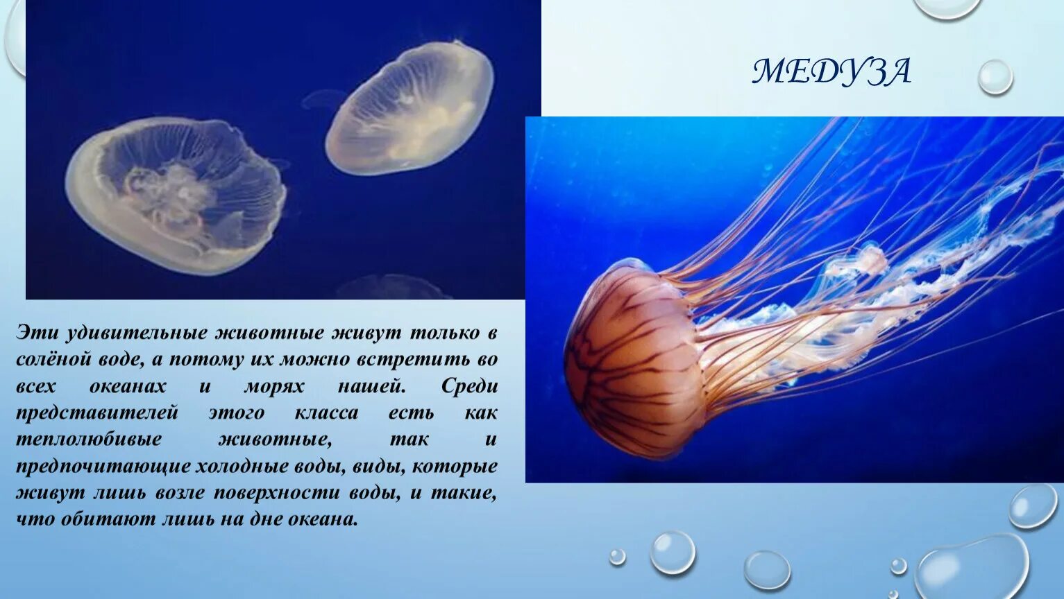 Медузы презентация. Корнерот медуза в черном. Медуза для детей. Медузы презентация. Медуза для детей.
