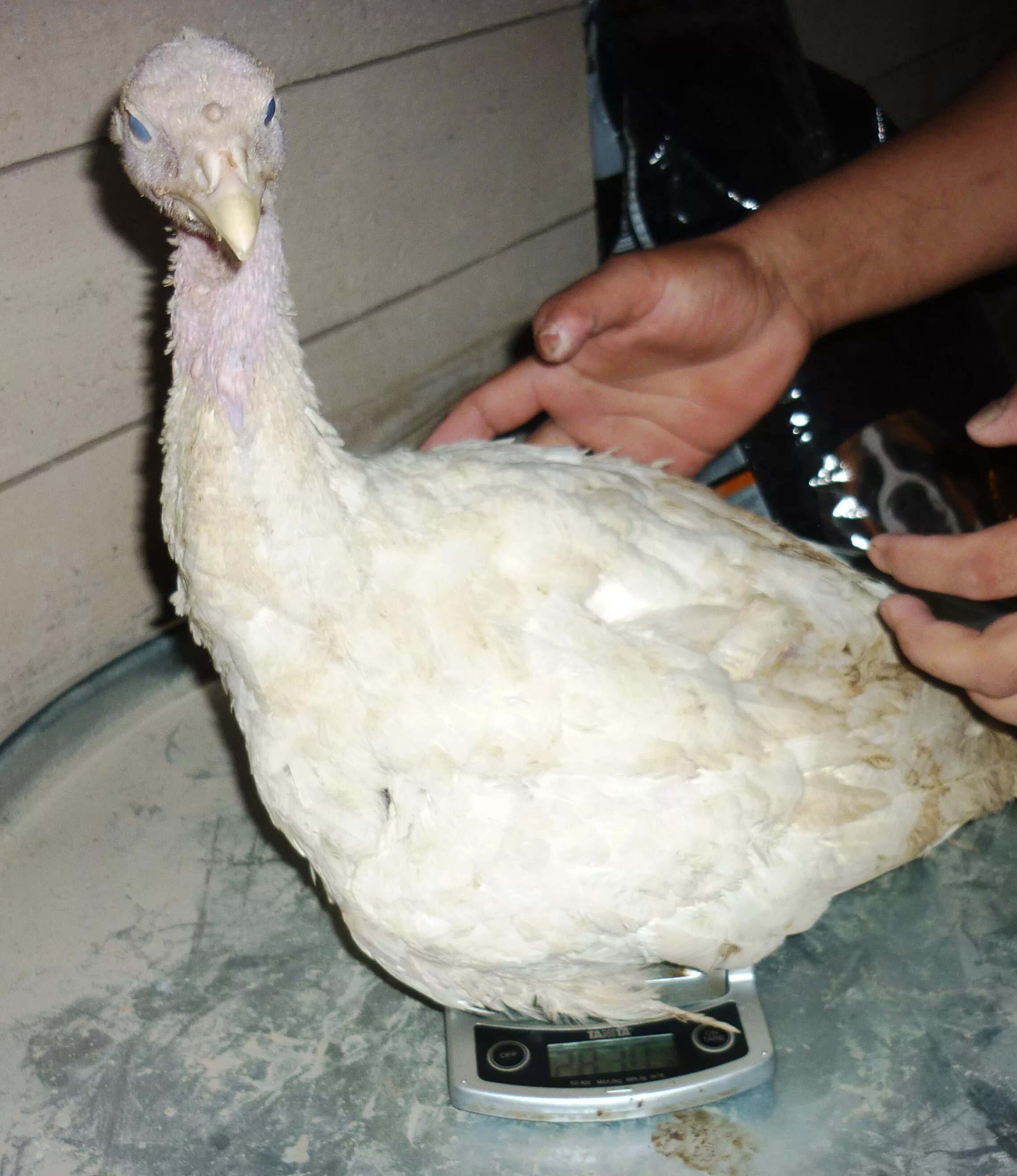 Индюшата 2 недели. Месячные индюшата. Птенец индюка. Индюшата 1 неделя. Индюшата хайбрид.