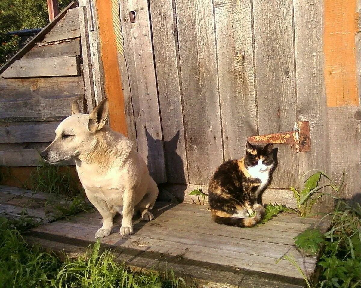 Живность в деревне. Живность в деревне. Деревенские животные. Лошадки в деревне. Живность в деревне.