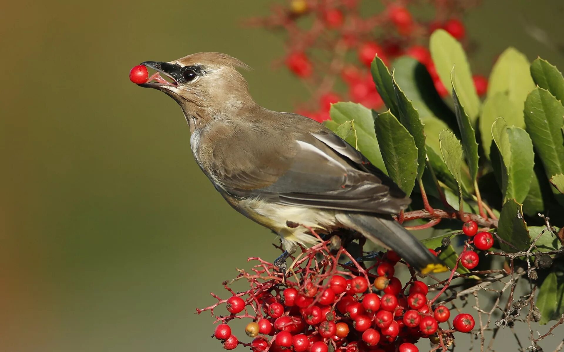 Хохлатая свиристель. Какие птицы едят животных. Какие птицы едят животных. Свиристель клюв. Птица на дубе.