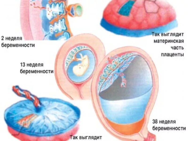маточно-плацентарное кровообращение схема. стадии формирования плаценты. стадии формирования плаценты человека. образование плаценты схема. плацента при беременности.