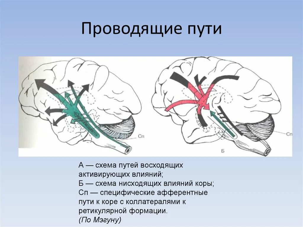 Нисходящий нервный путь. Нисходящее влияние ретикулярной формации. Восходящие влияния ретикулярной формации. Проводящие пути ретикулярной формации. Восходящее влияние ретикулярной формации.