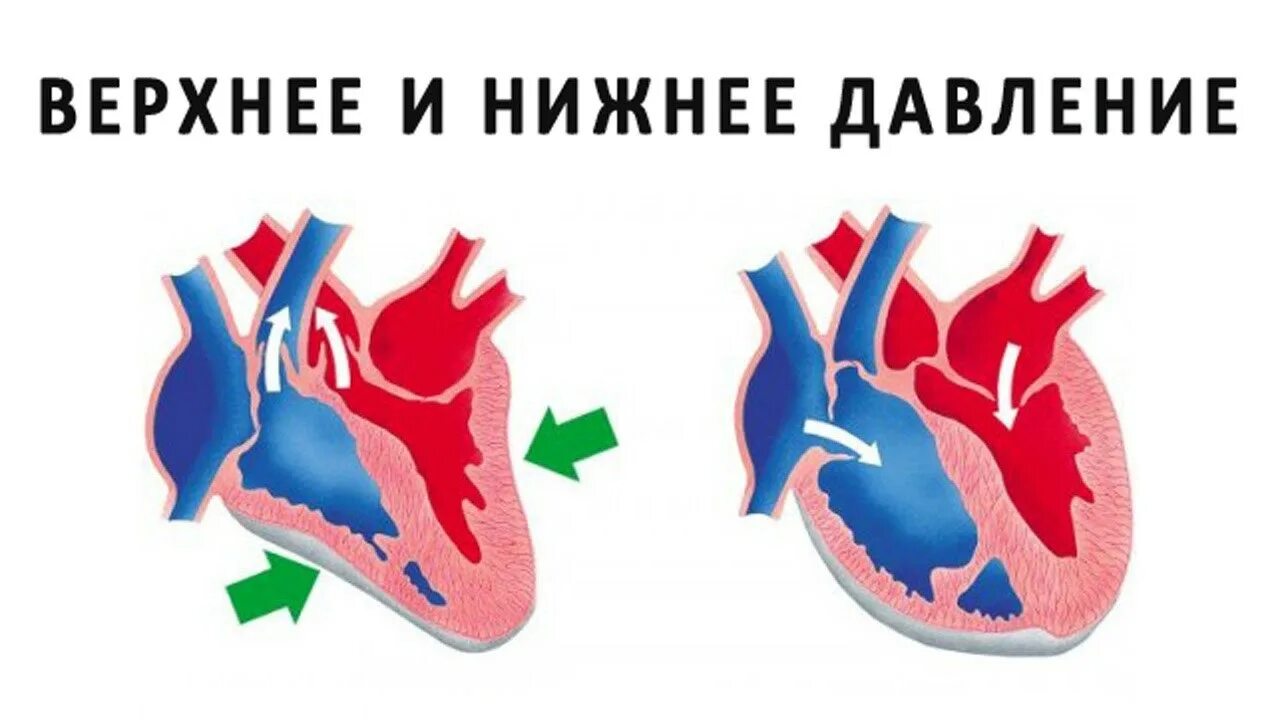 Что показывает нижнее давление у человека простыми. Систола и диастола сердца. Верхнее и нижнее давление. Верхняе инижние довления. Систолическое и диастолическое давление.