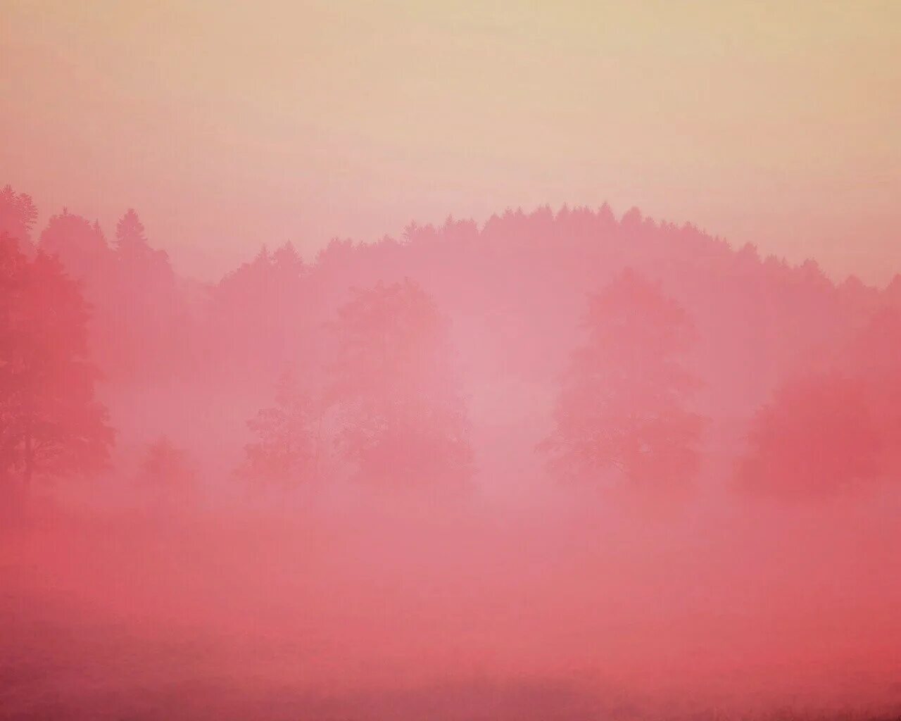 Туман. Розовый туман. Лес розовый в тумане. Фон туман.