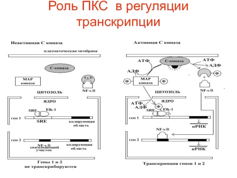 Транскрипция какой фермент. Ферменты транскрипции и их функции. Регуляция транскрипции и трансляции у прокариот. Основные ферменты транскрипции. Основной фермент транскрипции.