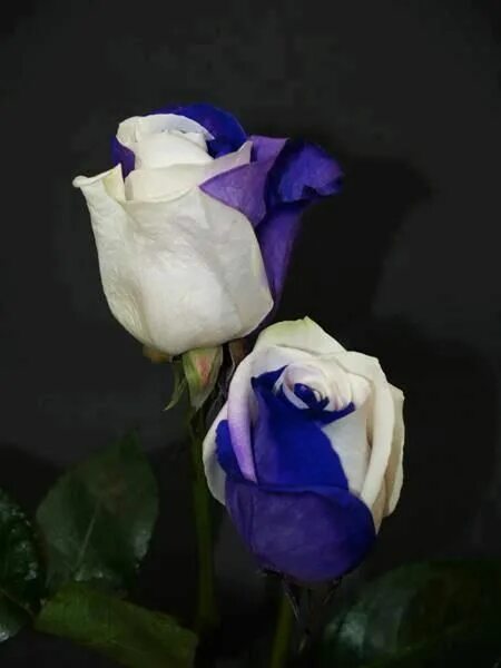 Необычные розы. Голубые розы сорта. Бело синие розы.