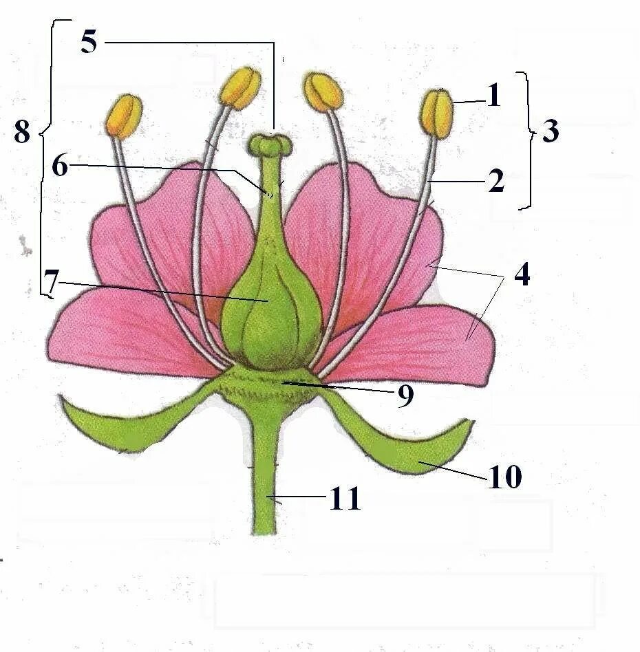 Функции строения цветка 6 класс. Чашелистики пестик тычинки венчик. Схема строения цветка 6 класс биология. Пыльник тычиночная нить рыльце. Структура цветка биология 6 класс.