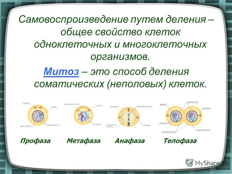 Деление клетки самовоспроизведение. Деление соматических клеток. Деление клетки общее свойство. Самовоспроизведение клеток митоз. Деление характерное для соматических клеток