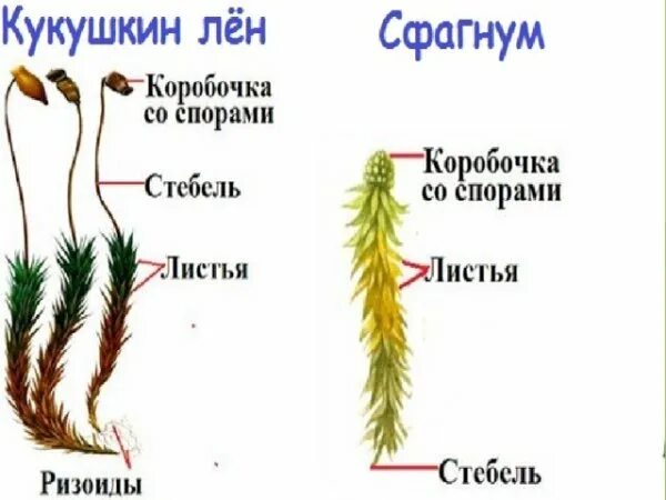 Прикрепляется к почве с помощью ризоидов
