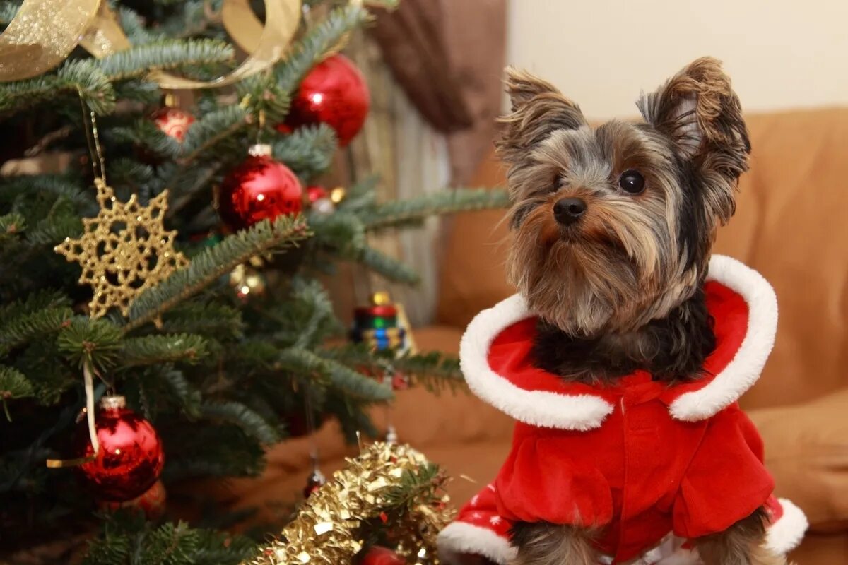 Йоркширский терьер новый год. Милые йорки. Новогодний йорк. Йорк новый год. Йоркширский терьер новый год.