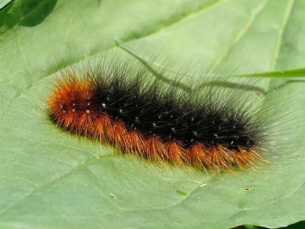Большой ночной павлиний глаз гусеница. Гусеница бабочки павлиний глаз. Павлиноглазка грушевая гусеница бабочка. Ночной павлиний глаз бабочка и гусеница. Гусеница бабочки павлиний глаз.