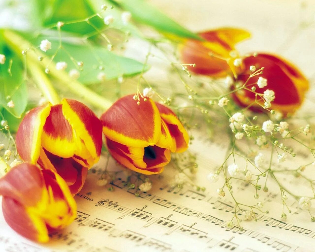 Тюльпаны и Ноты. Весенний музыкальный фон. Поздравляем с праздником тюльпаны. Красивая весенняя песня