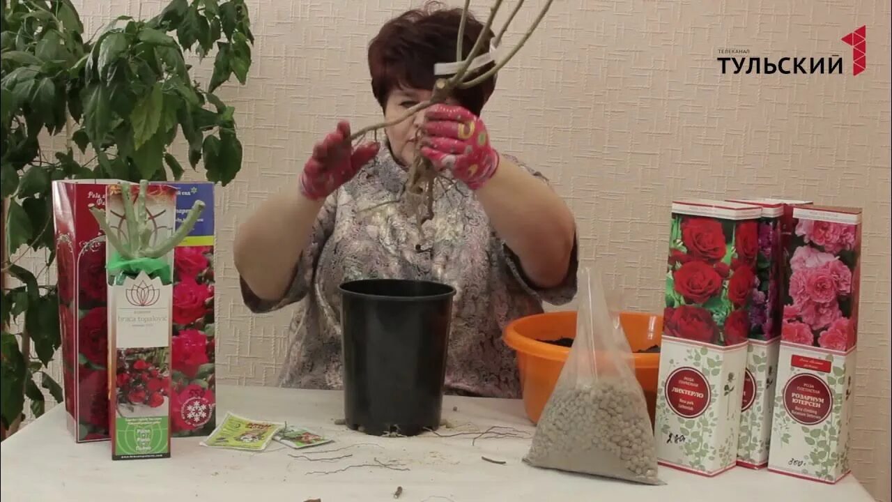 Саженцы в коробках как сохранить до посадки. Саженцы роз в воске. саженцы роз в коробках. саженец розы в парафине.