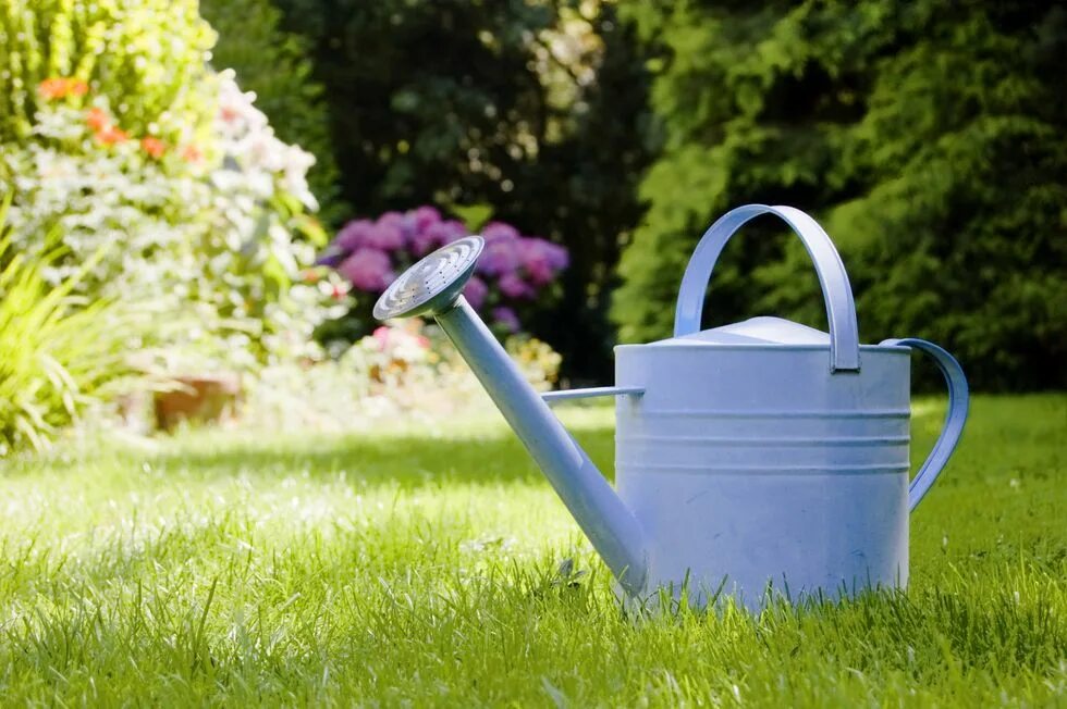 We were watering the plants. Лейка для цветов. Снимки на лейку. Лейка с цветами. Красивая лейка для цветов.