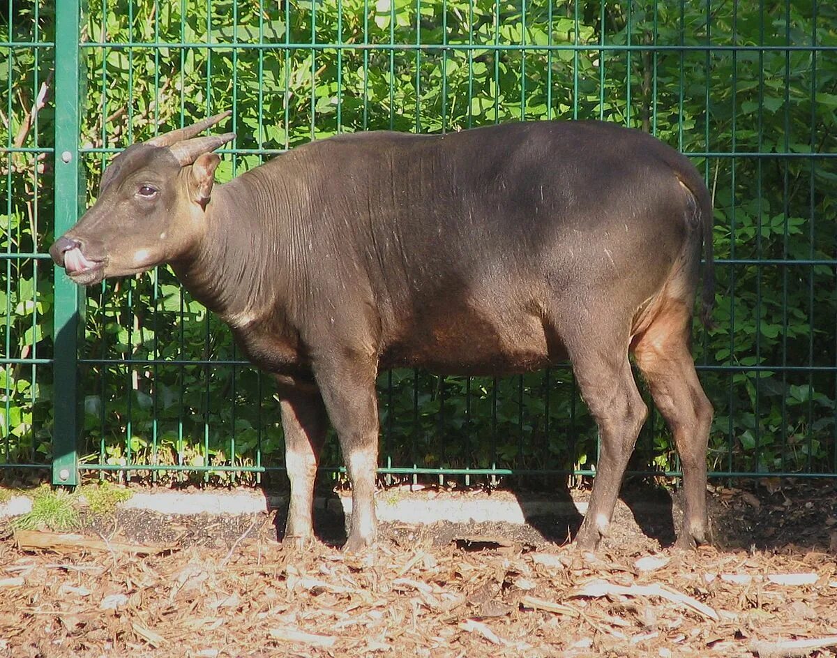 Карлик среди буйволов 4. Карликовый бык аноа. Карликовый буйвол аноа. Равнинный аноа. Кентус карликовый буйвол.