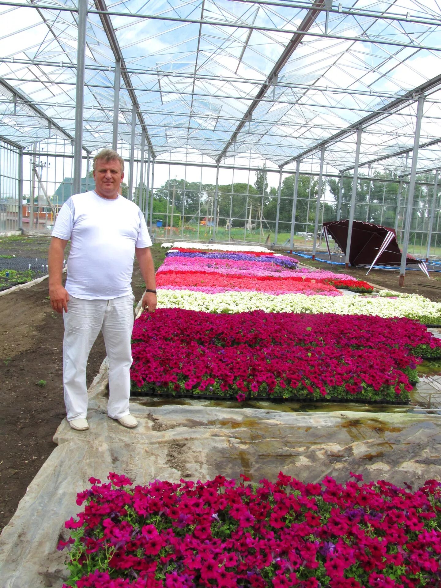 Питомники крыма королева сада. Питомники крыма королева сада. Крымский питомник саженцев. Никитский ботанический сад в крыму фото. Королева виноградников сорт.