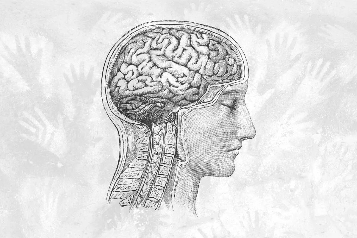 Brain scientist. Известный ученый мозга. Мозг рисунки древности. Уменьшение мозга рисунок.
