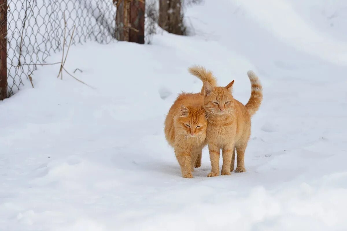 Мартовская кошечка. Мартовский кот. Мартовская кошка. Март коты.