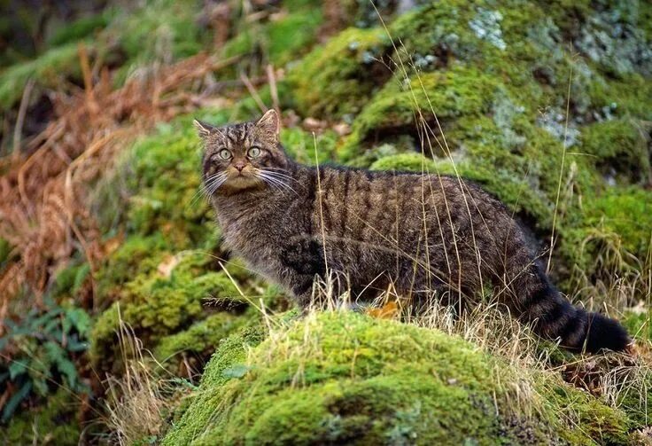 I ❤ Big cats . . They're in danger of disappearing forever... Wild cats, Rare an