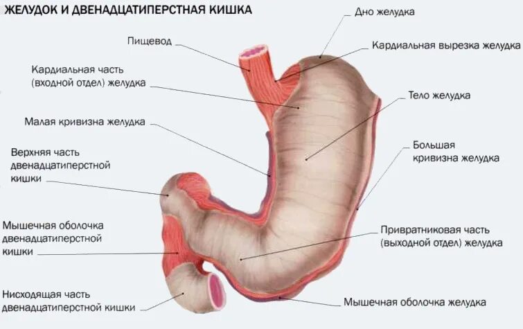 Части органа желудка. Строение желудка и двенадцатиперстной кишки и кишечника. Анатомическое строение желудка и 12-перстной кишки. Строение 12 перстной кишки и желудка. Анатомия желудка и 12-перстной кишки с отдела.