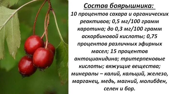 Черный боярышник чем полезен. Боярышник ягоды от давления. боярышник понижение давления. боярышник ягода в разрезе. чем полезен боярышник.