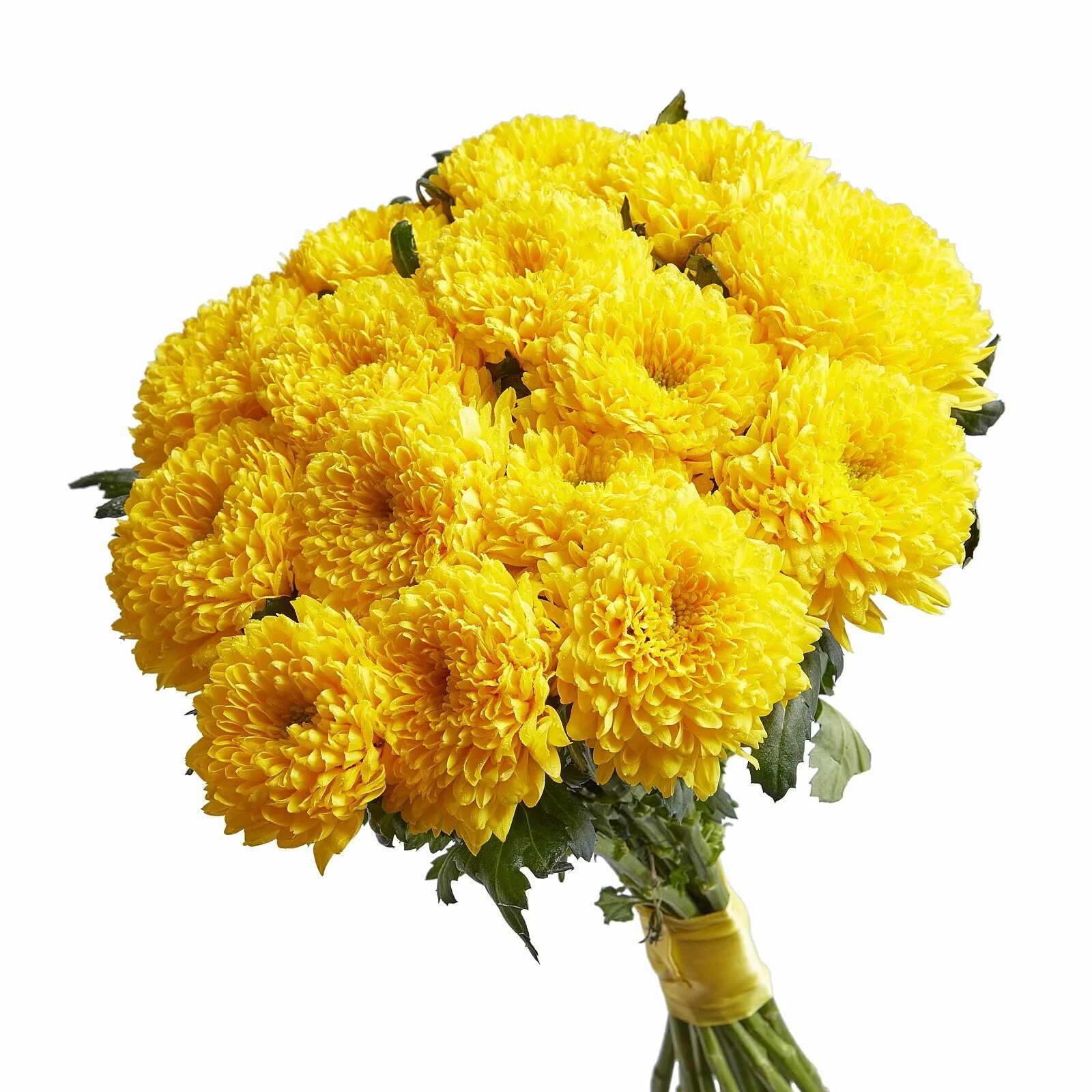 Хризантема Магнум Еллоу. Хризантема кустовая желтая. Желтые одноголовые хризантемы. Хризантема кустовая Магнум. Цветы желтые хризантемы
