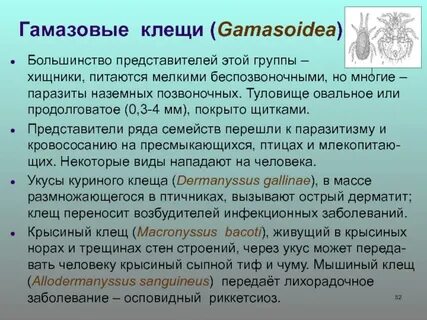 Гамазовые клещи
